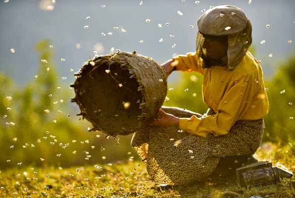 honeyland01